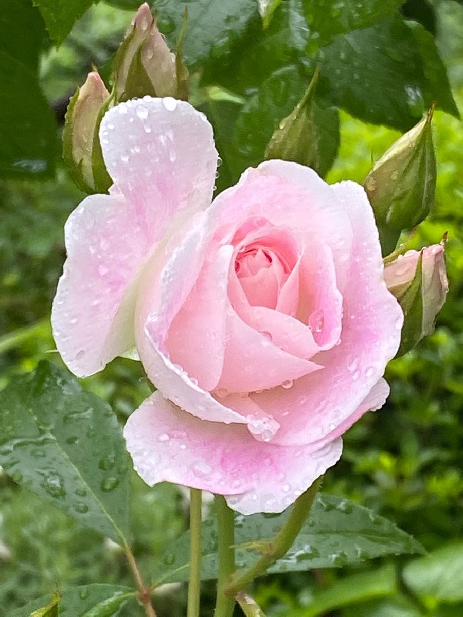 雨の中の薔薇