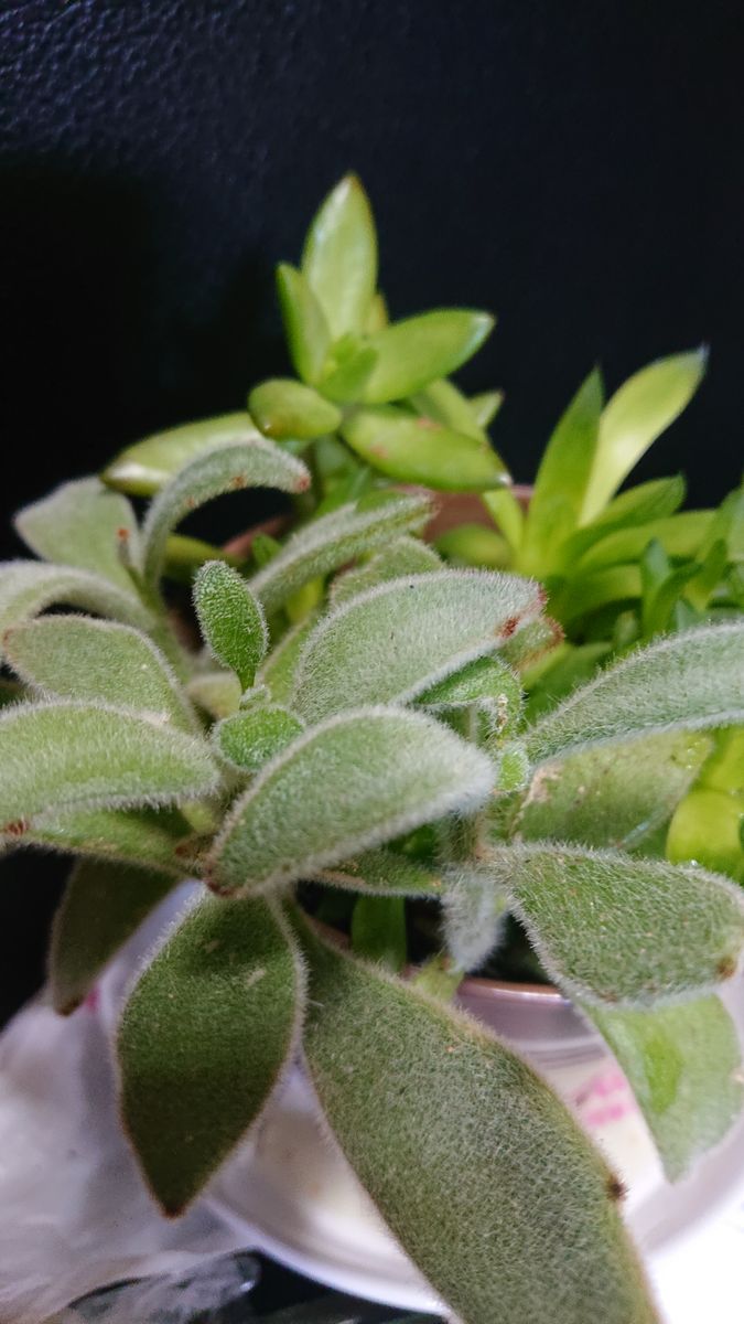 多肉植物とサボテン🌵