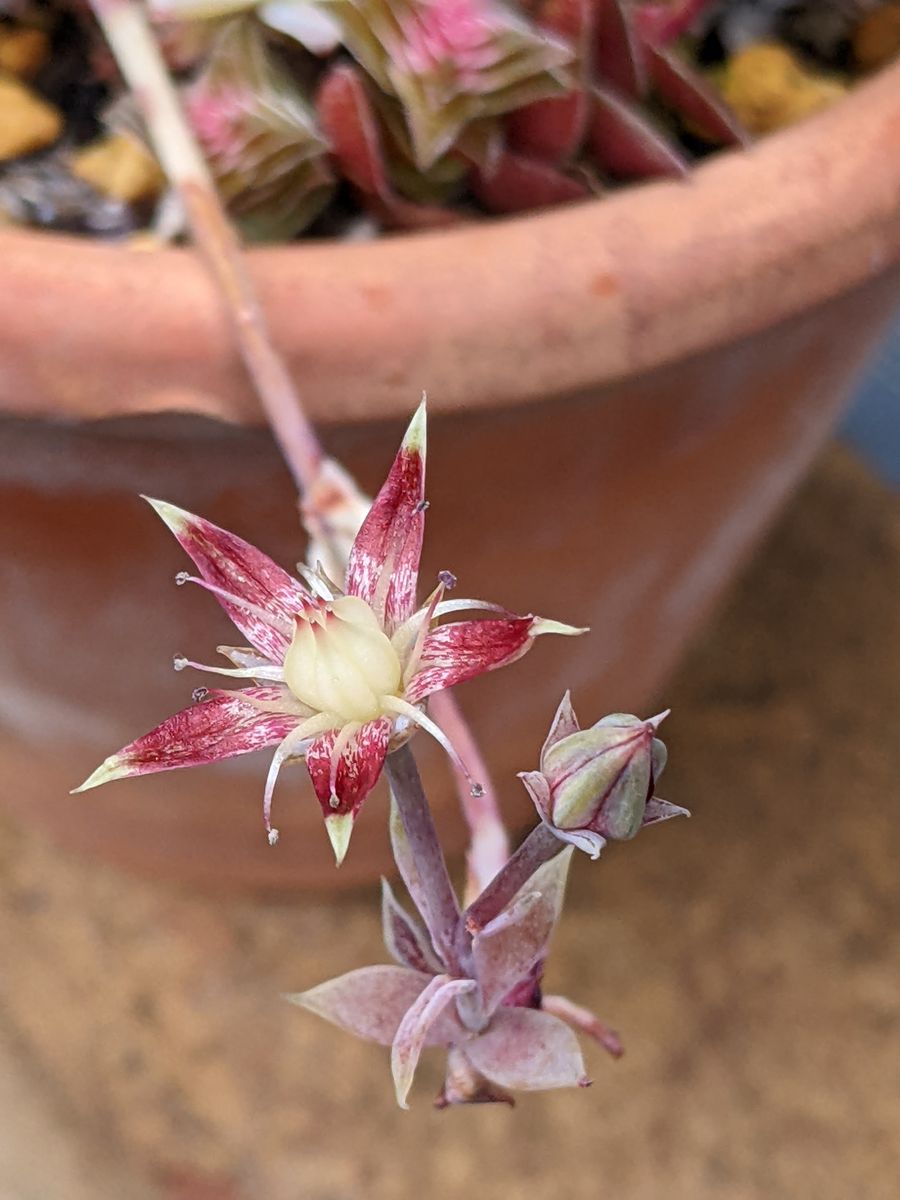 寄せ植えに咲いてる花