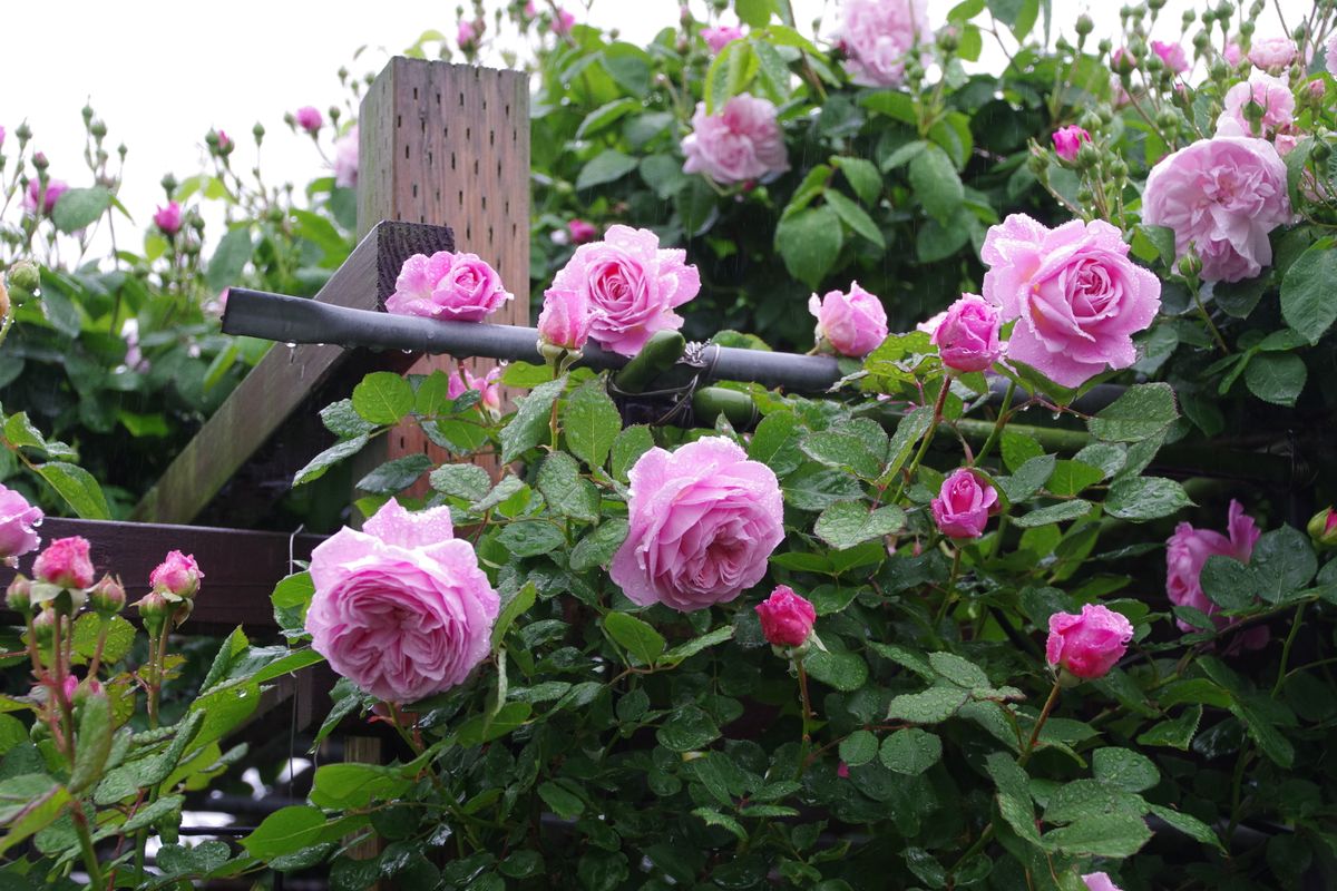 雨に濡れた薔薇