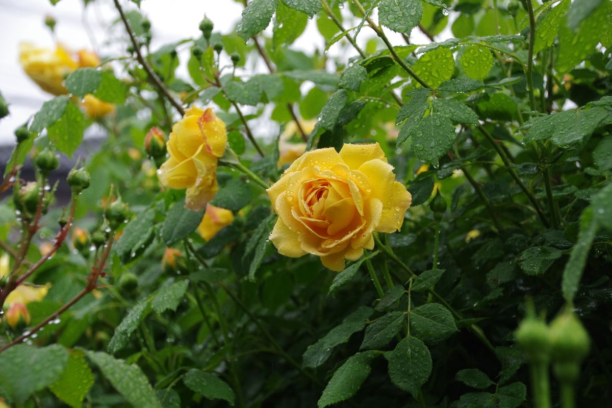 雨に濡れた薔薇