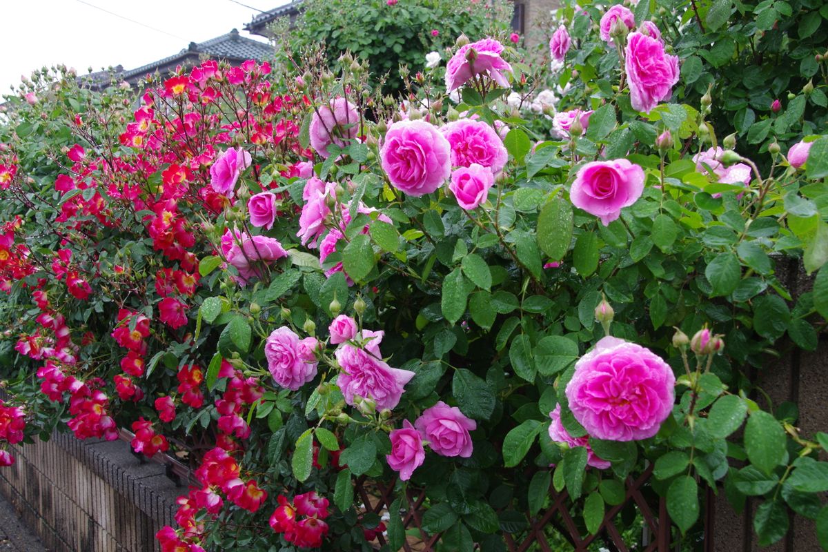 雨に濡れた薔薇