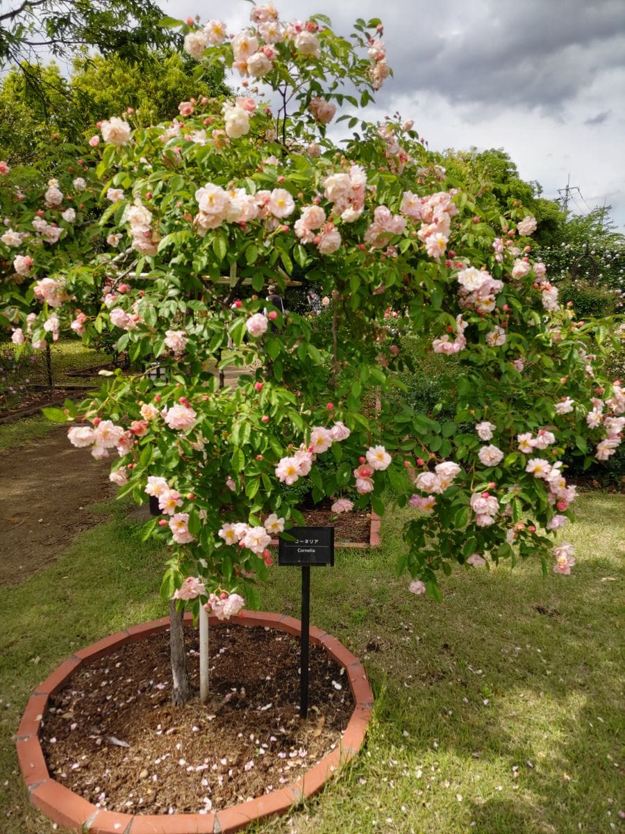 北部公園のバラ🌹