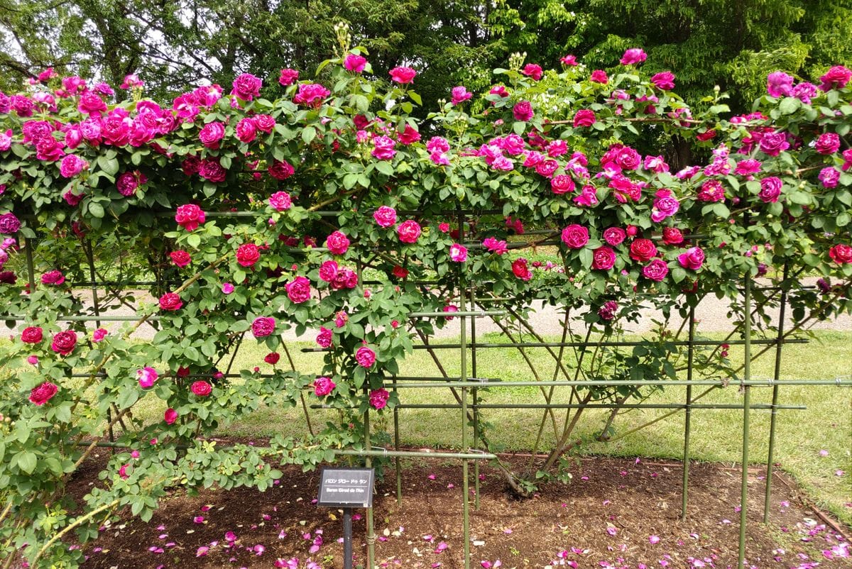 北部公園のバラ🌹