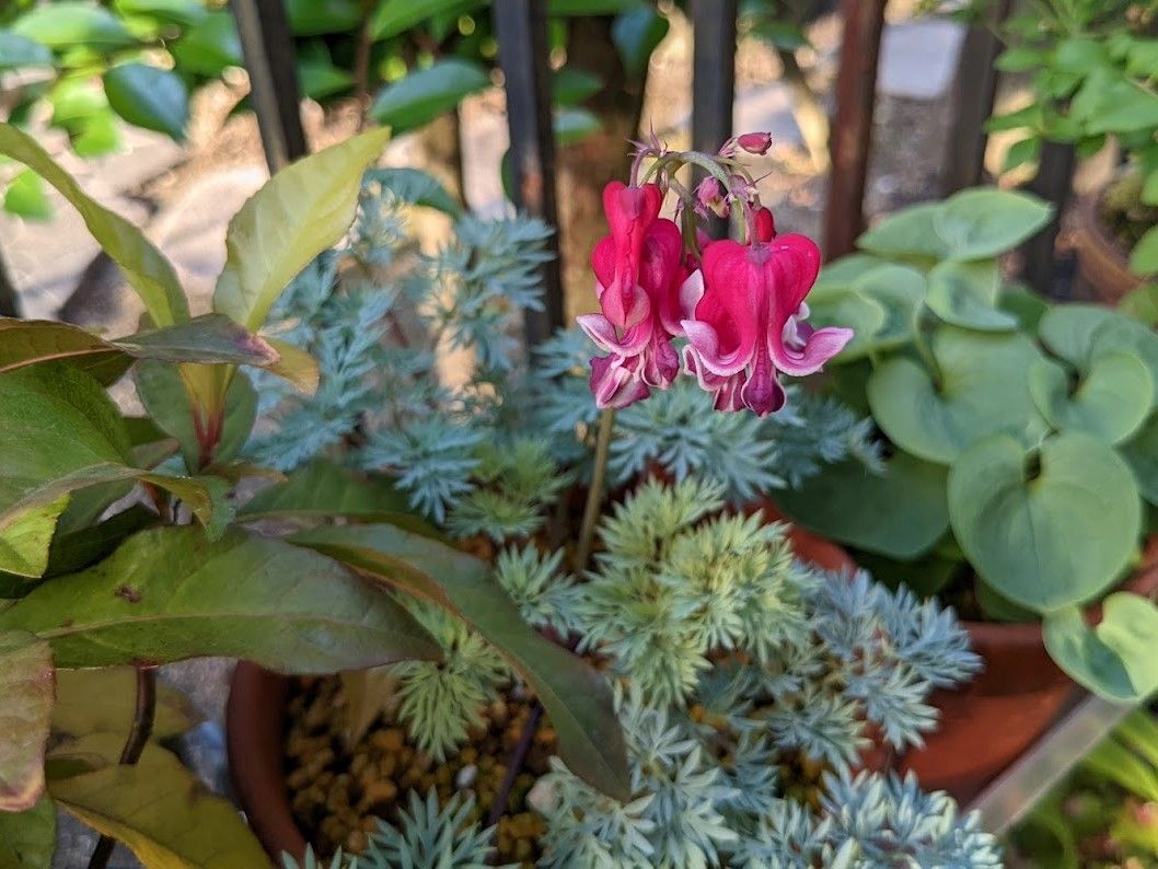 ある雨上がりのお花たち。