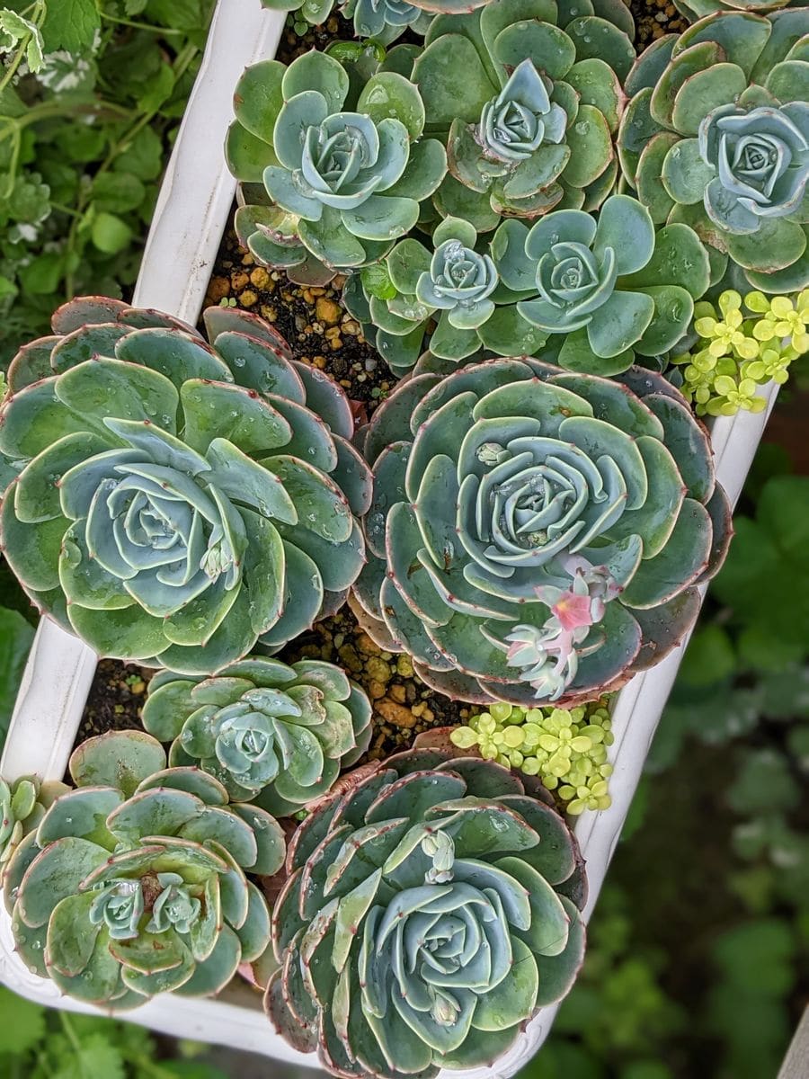 やっとこさの花芽ラッシュ