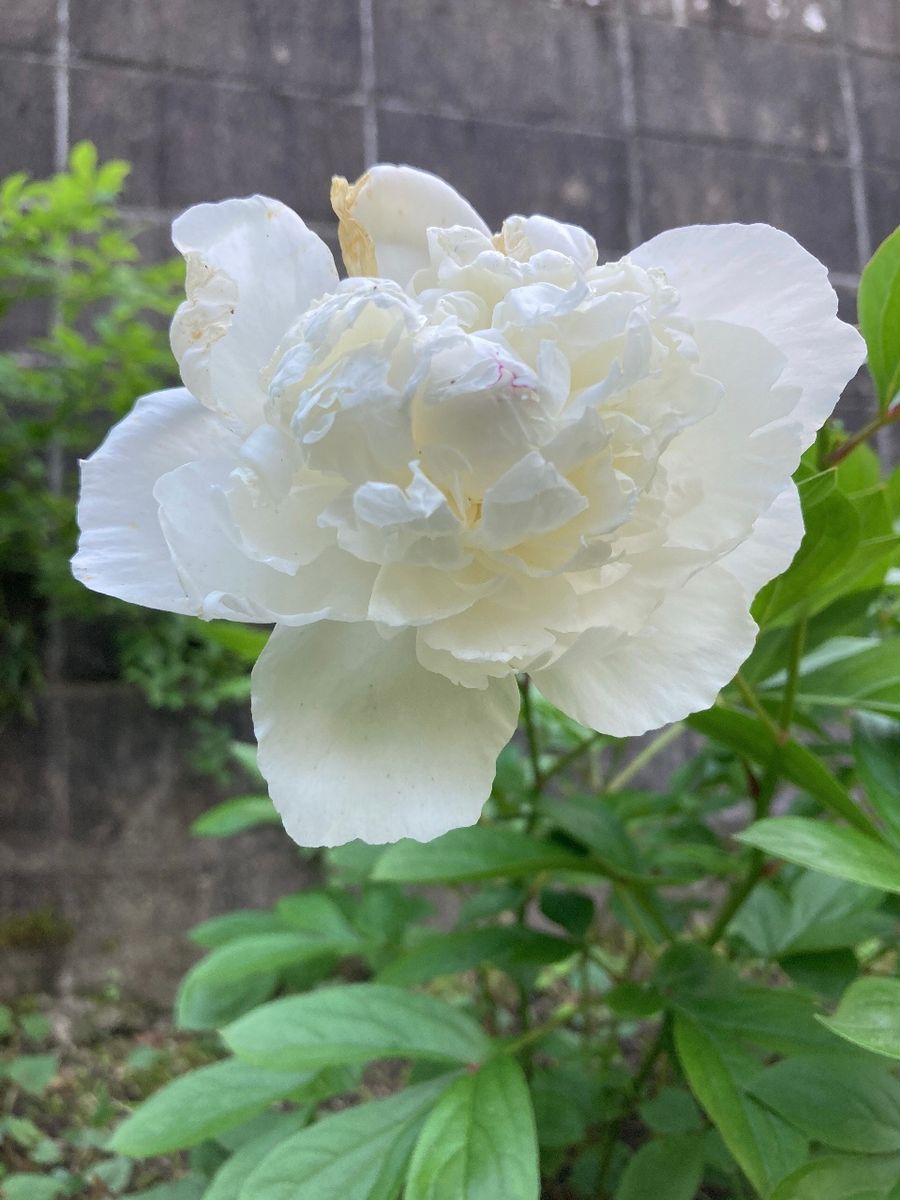 雨上がりのバラとシャクヤク