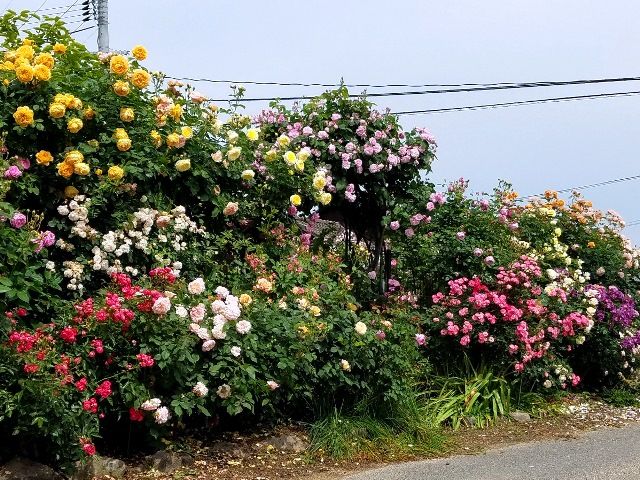 我が家のバラの庭①