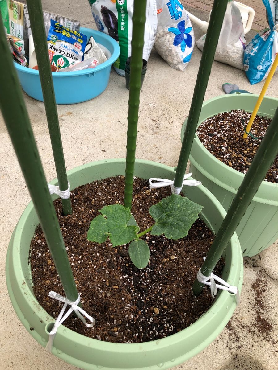 夏野菜～🌱大きくなぁれ