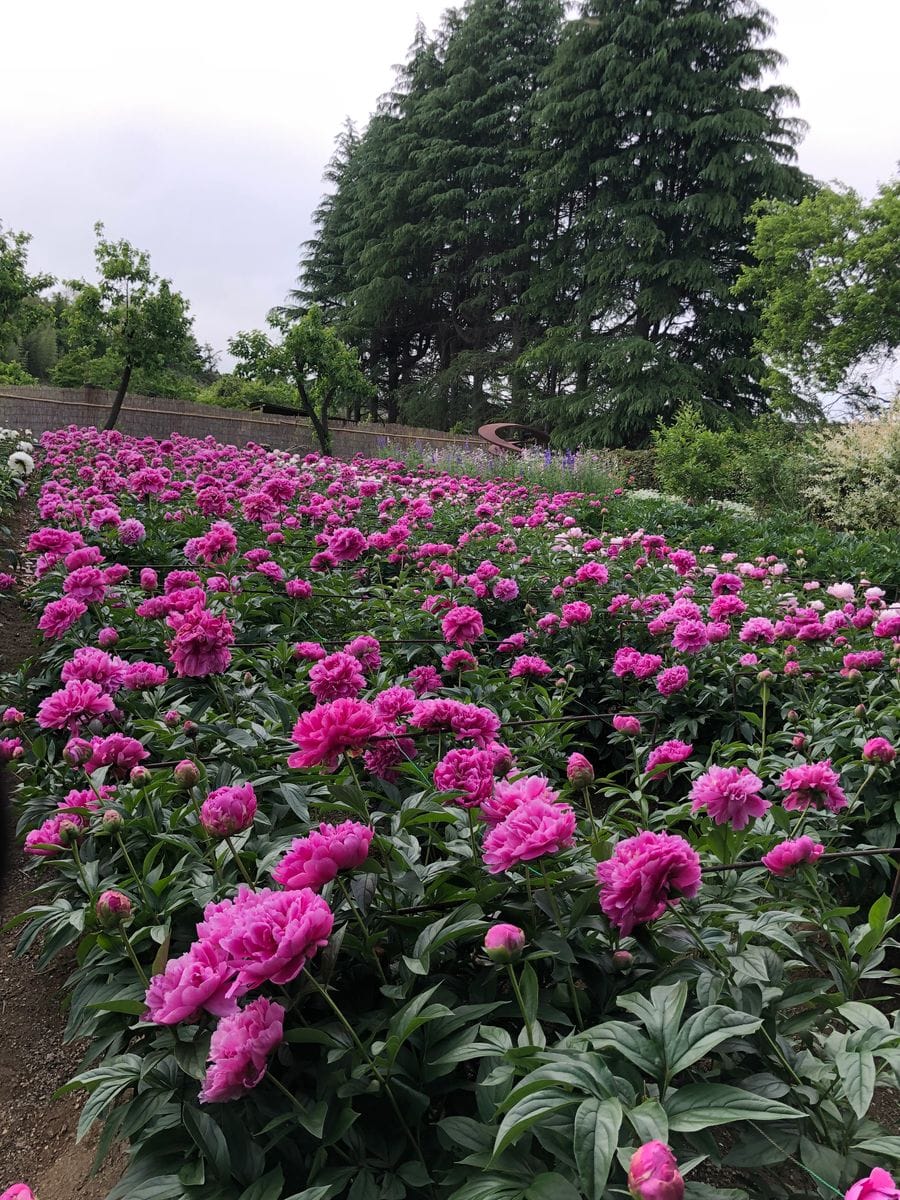 群馬シャクヤク園