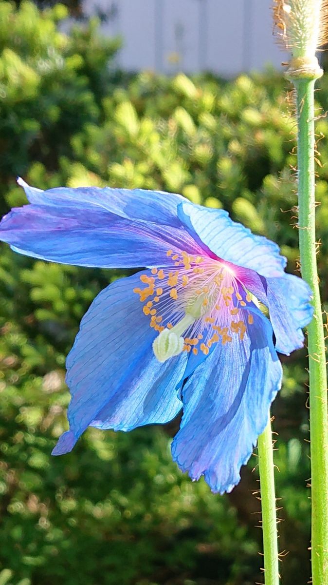 グランディスの2番花が咲いた