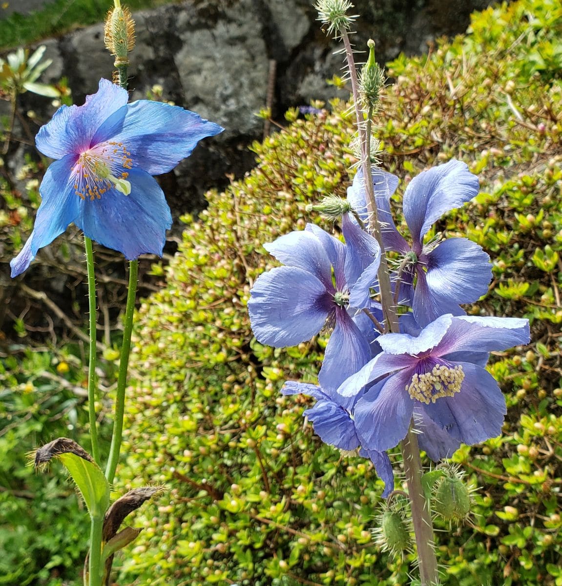 グランディスの2番花が咲いた