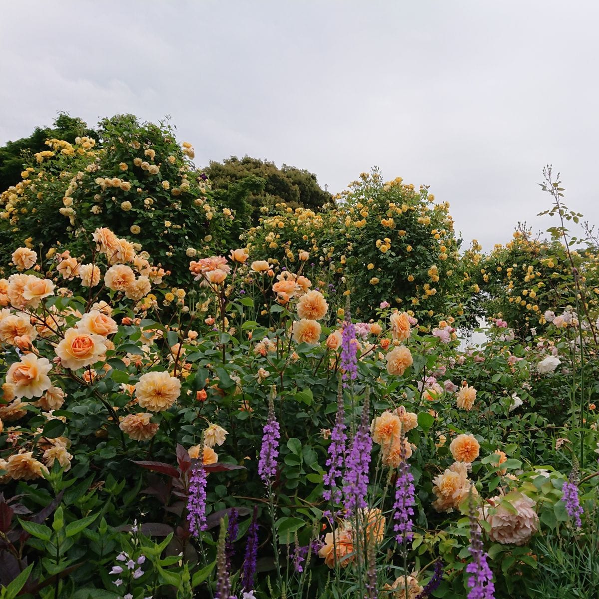 花便り・・・港の見える丘公園