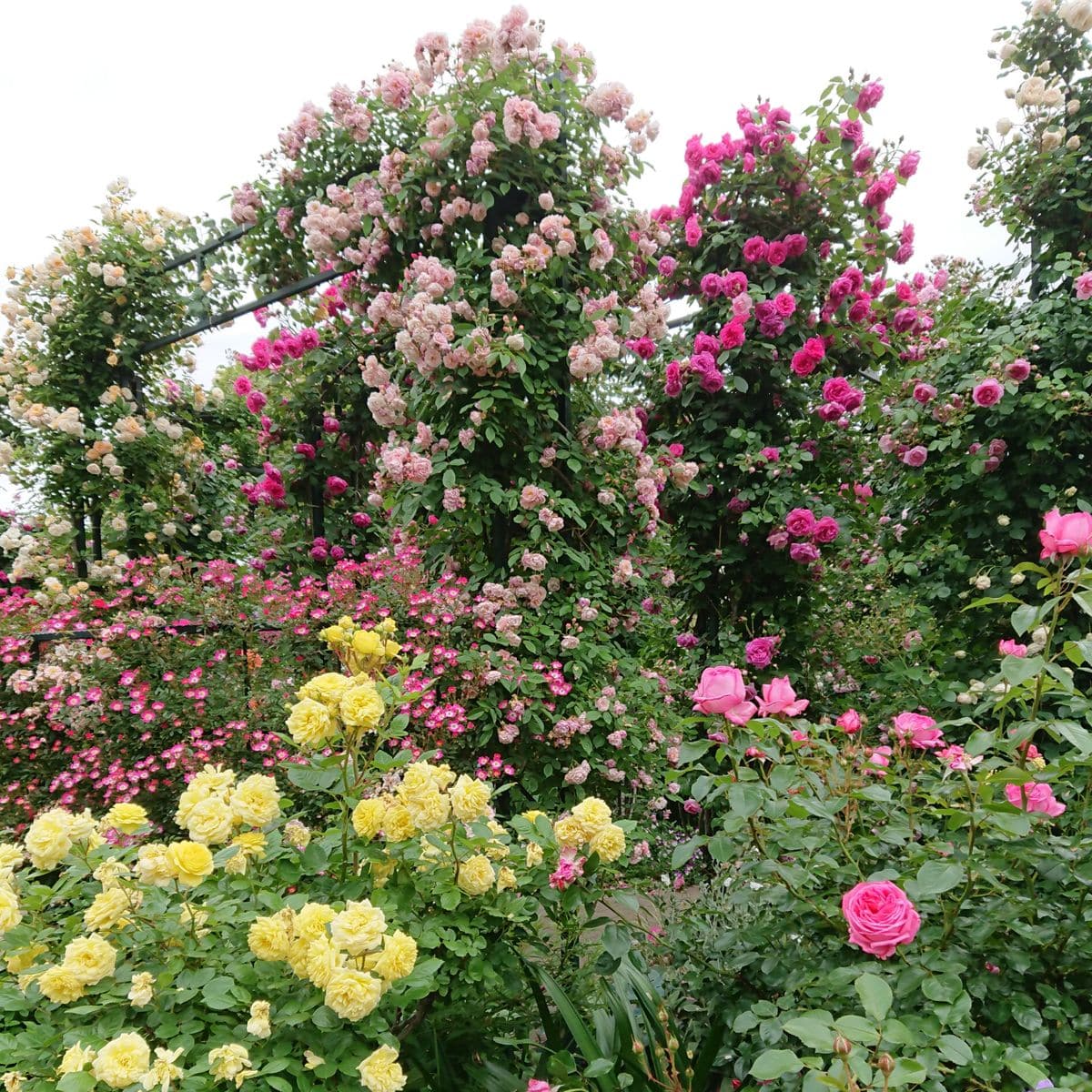 花便り・・・港の見える丘公園