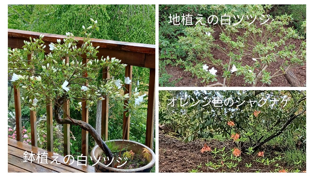 白いツツジ開花、雑草には砂糖？