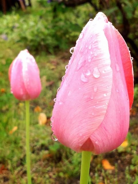 雨後の花