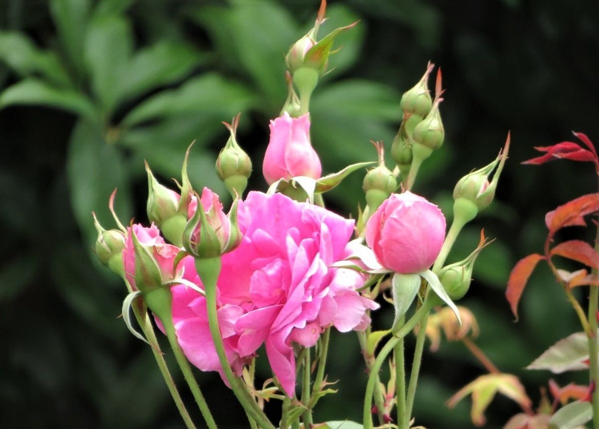 🌹今日のツルバラ🌹その１３