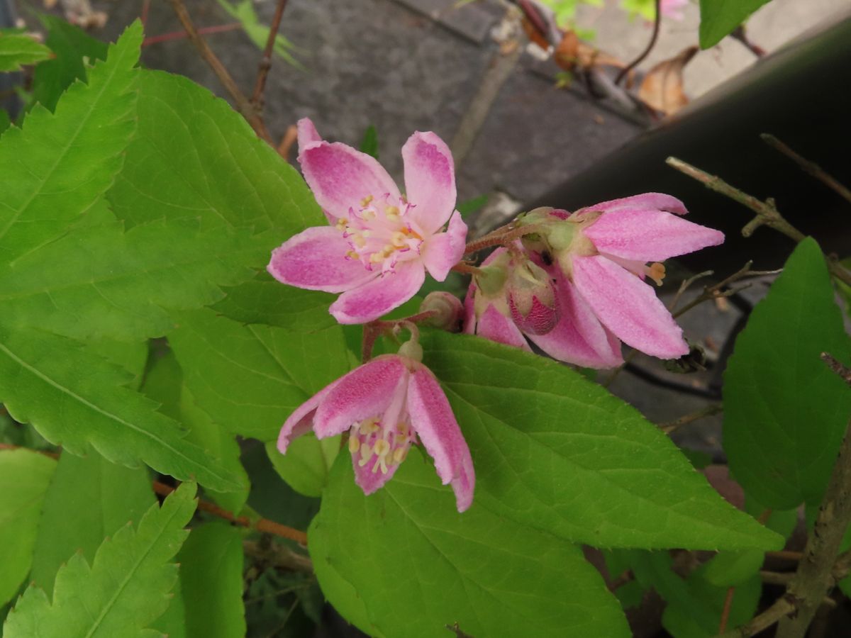 サクラウツギの開花