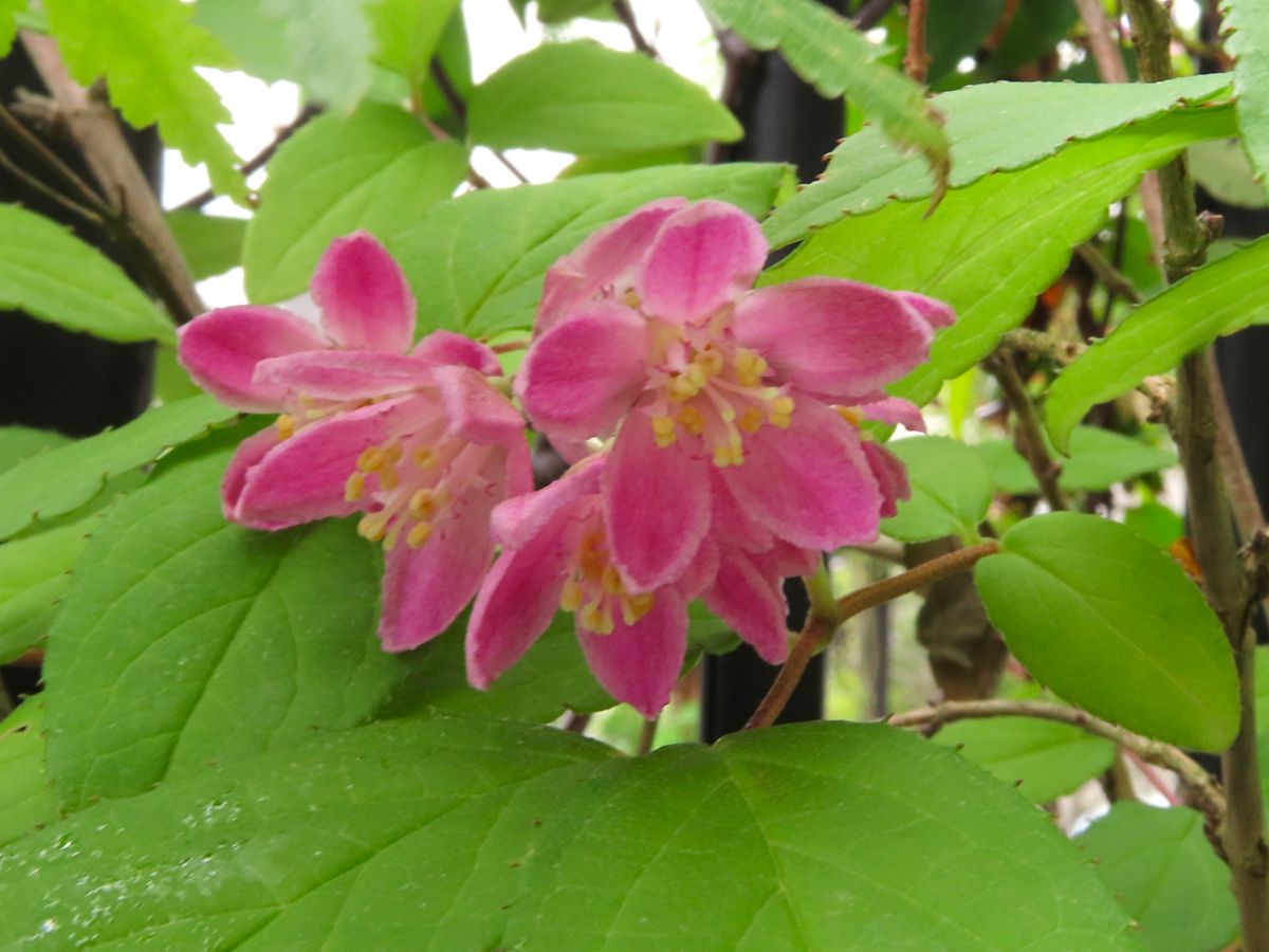 サクラウツギの開花