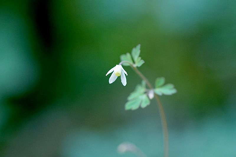 庭の野草ほか