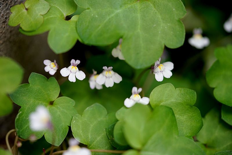 庭の野草ほか