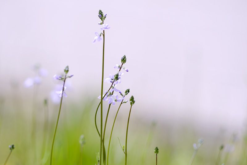 庭の野草ほか