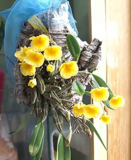 今年もアグレガタムが開花♪