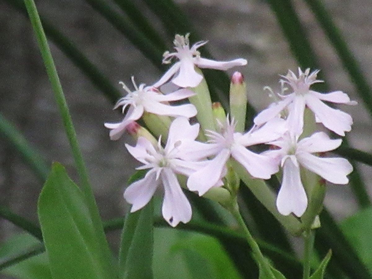 由愛(ゆめ)の花日記♪