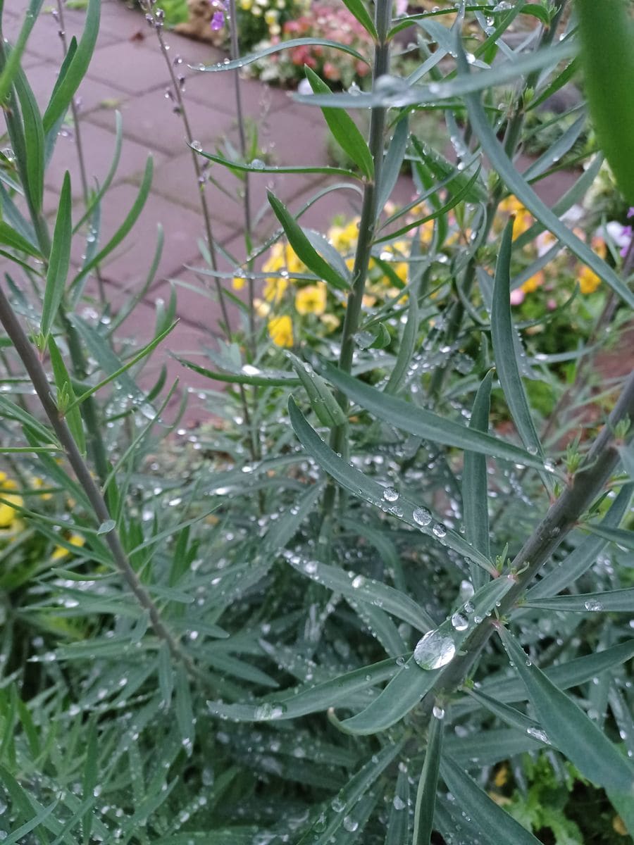 雨上がりの宝石