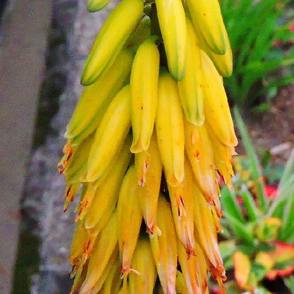 散歩道の花～多肉植物