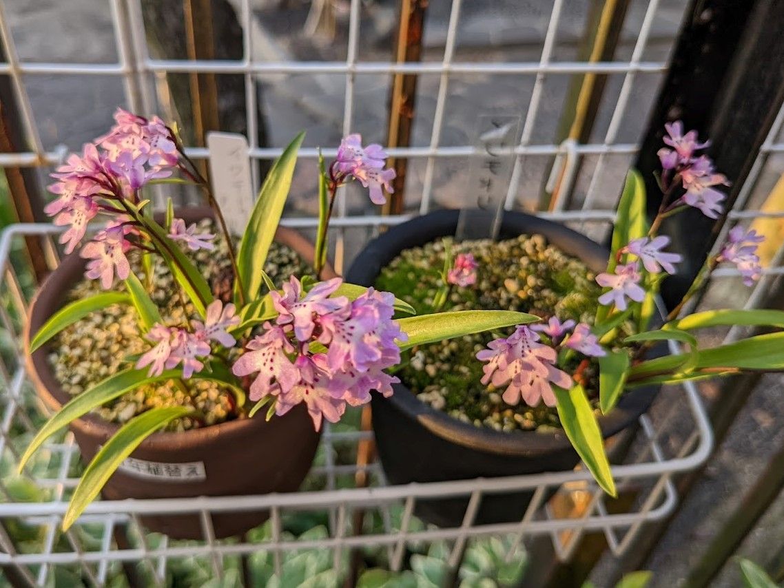 週末のお花たち（名護蘭・イワチドリ）