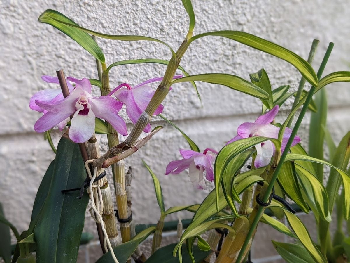 週末のお花たち（名護蘭・イワチドリ）