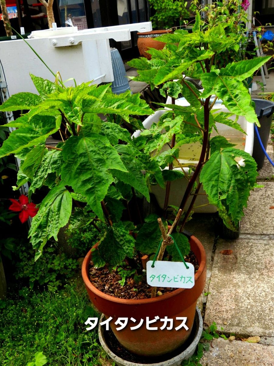 昨日の庭から(夏の花)