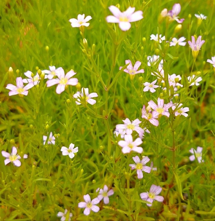 我が家の庭の花