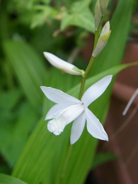 昨日咲いた花です～