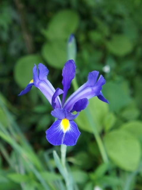 昨日咲いた花です～