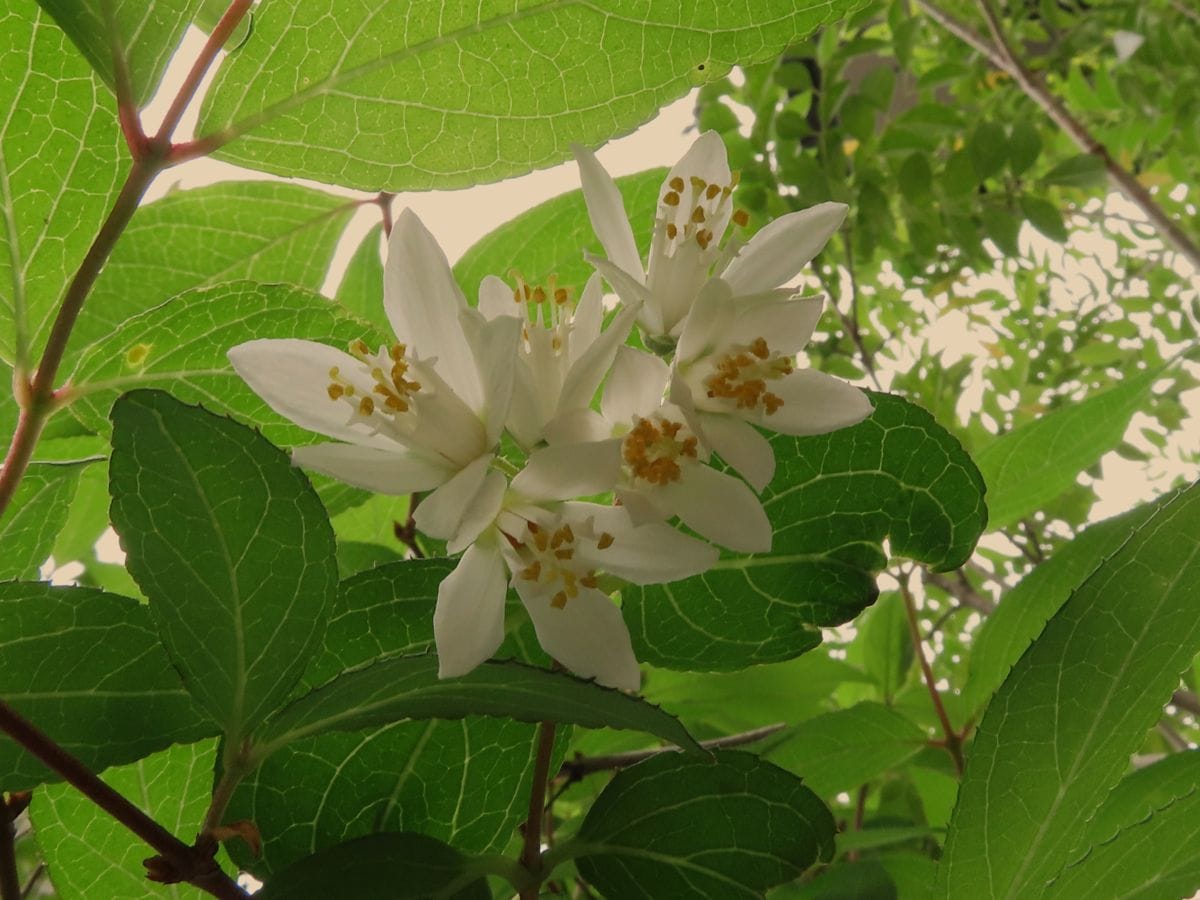 ウツギの開花