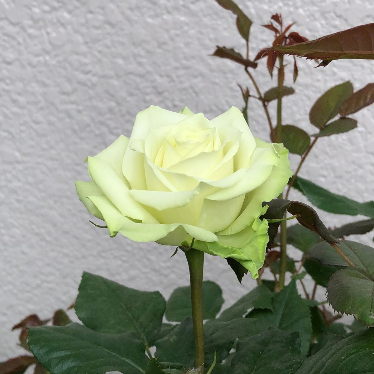 遅咲きの薔薇