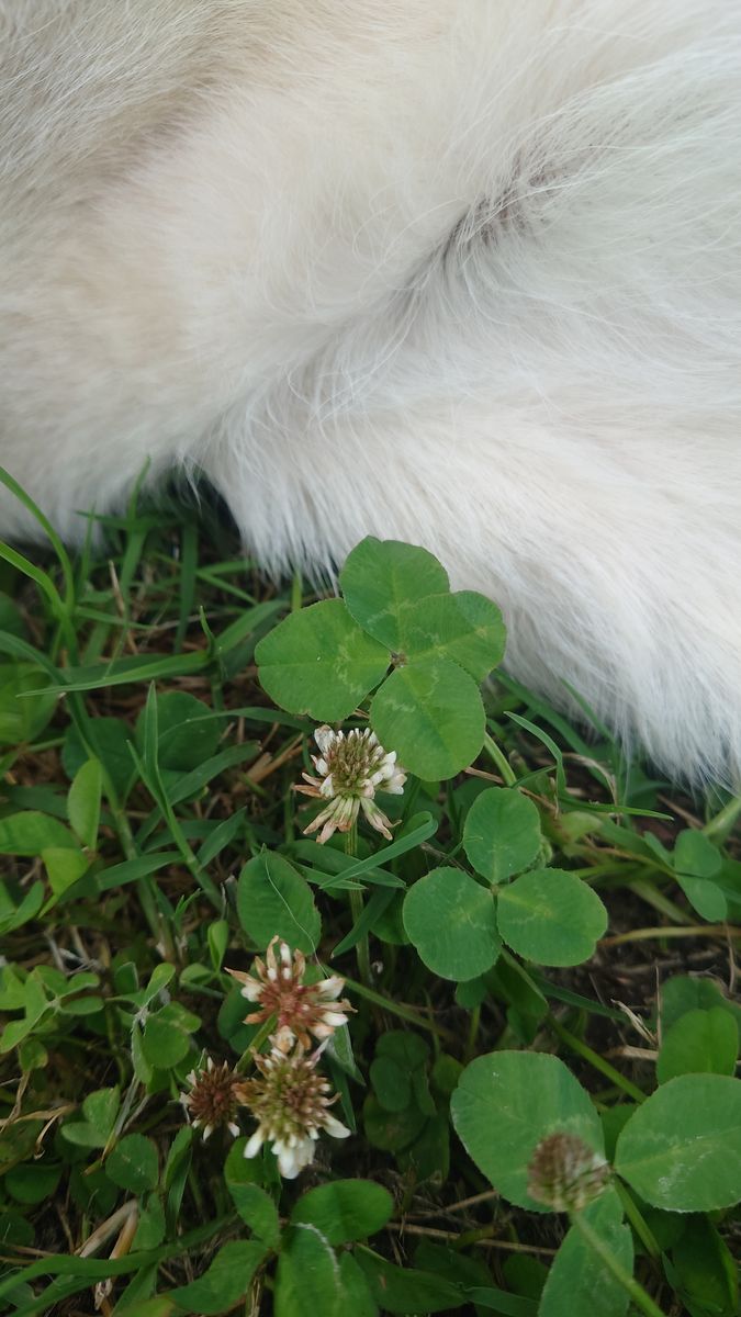 四つ葉のクローバー🍀