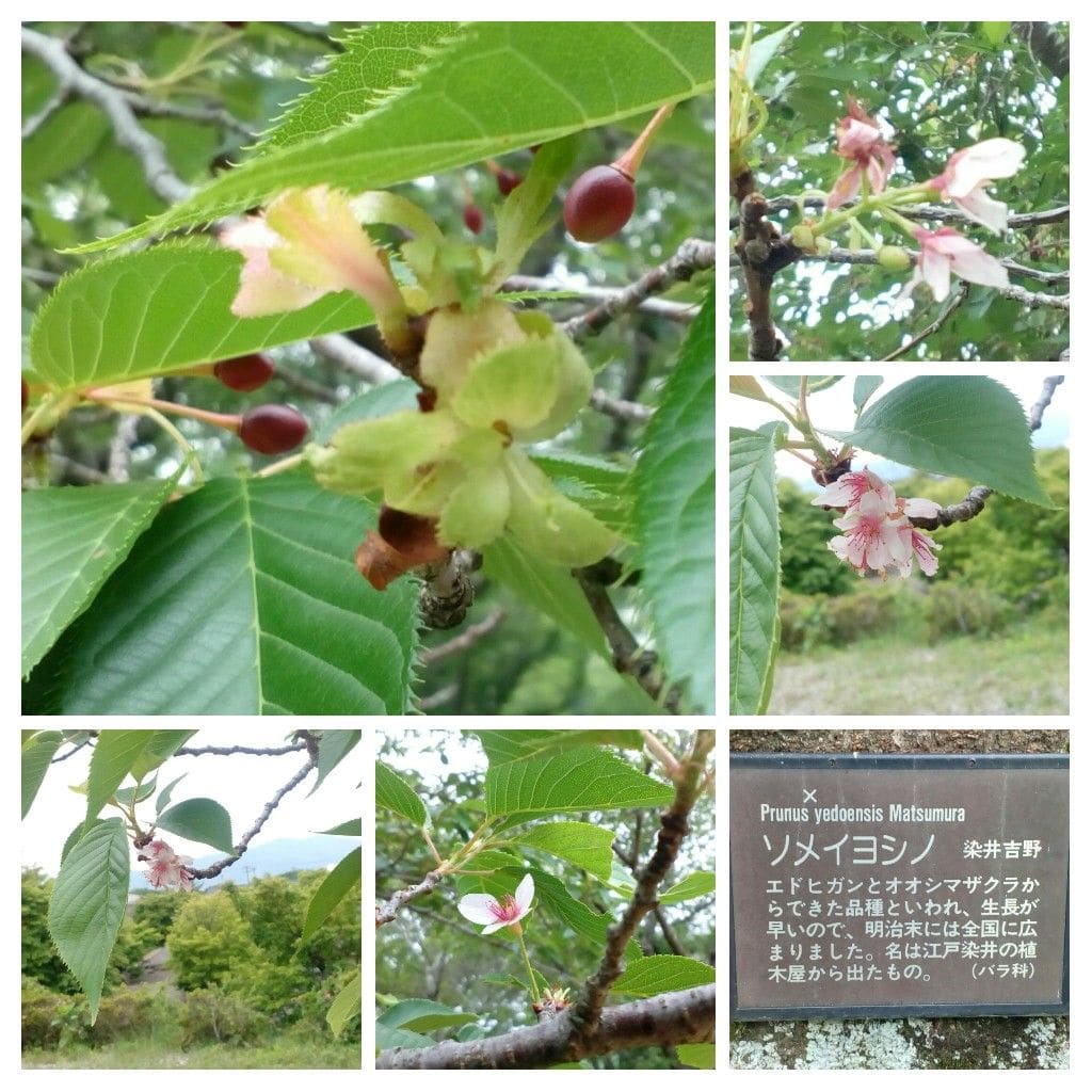 季節外れの『桜』を見つけました🌸