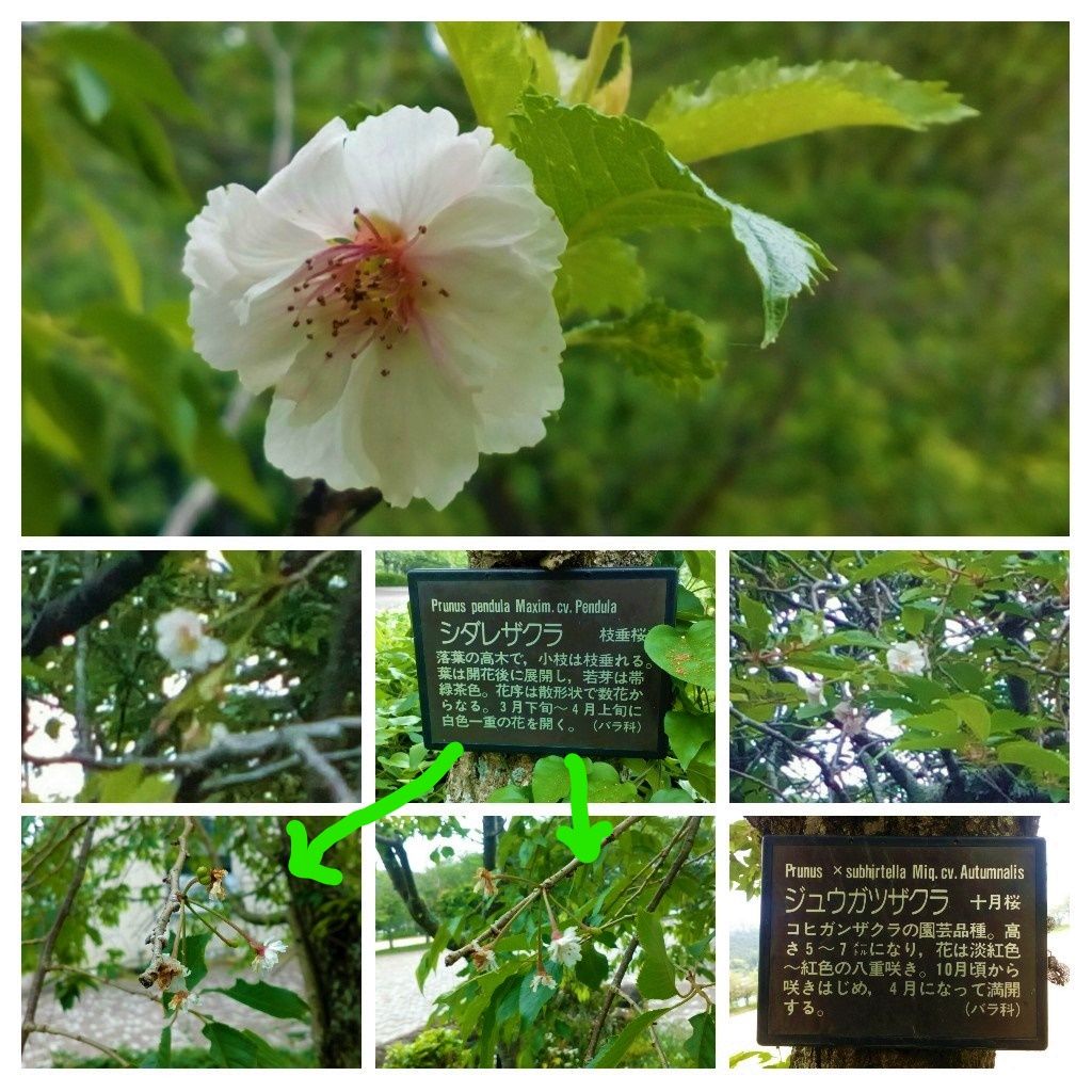 季節外れの『桜』を見つけました🌸