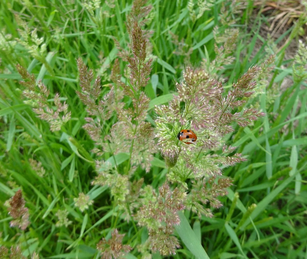 敵と益虫（虫の写真あり）