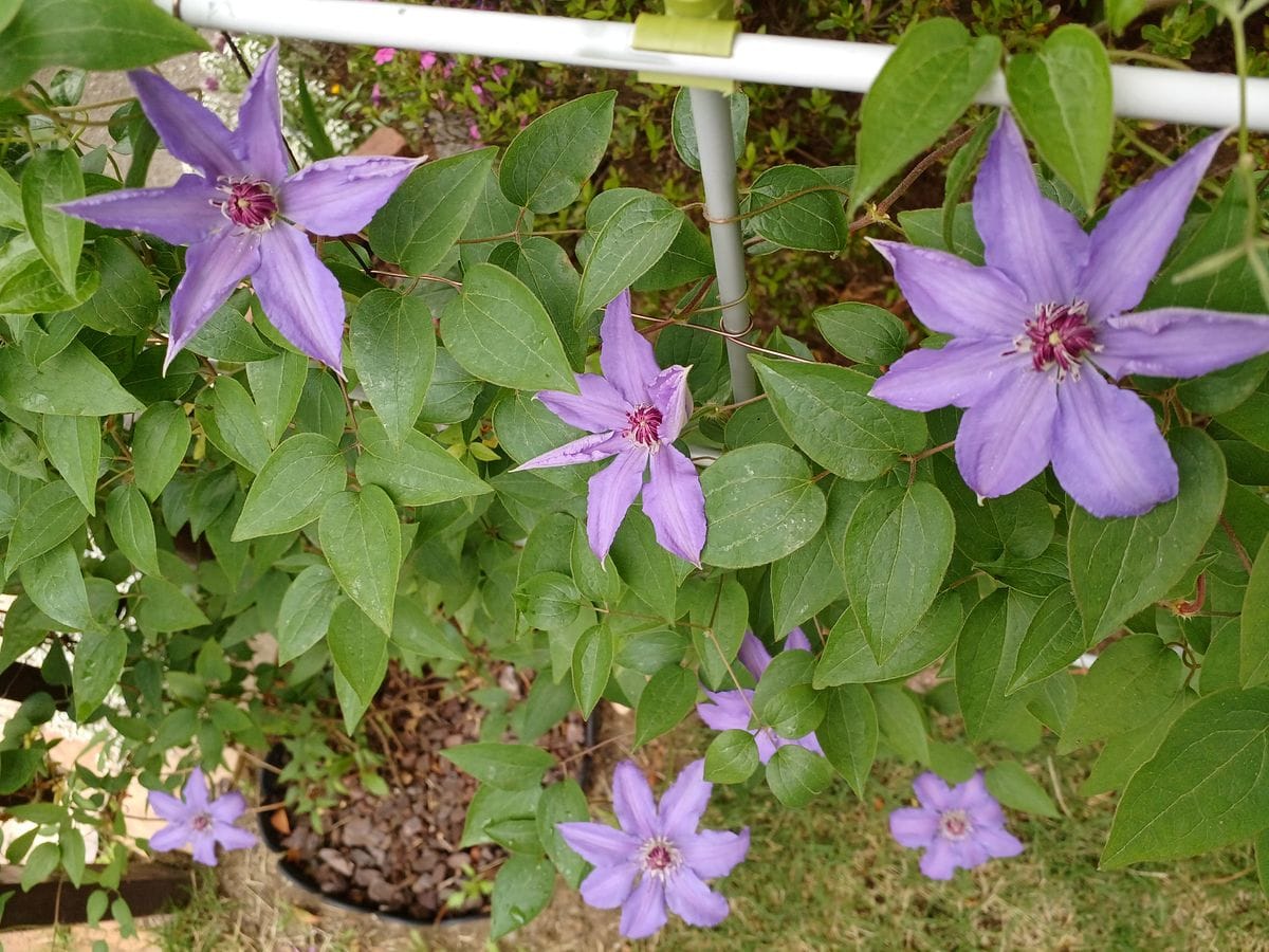 紫の花あれこれ(続編!?)