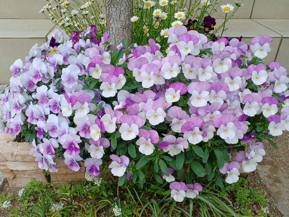 紫の花あれこれ(続編!?)