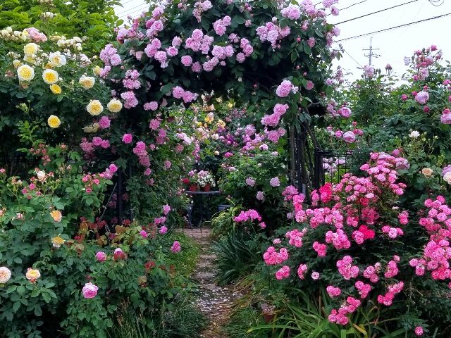 今朝のバラの庭①