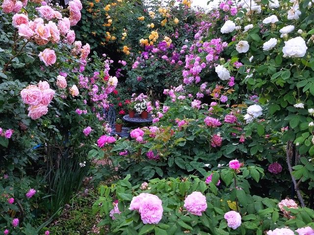 今朝のバラの庭①