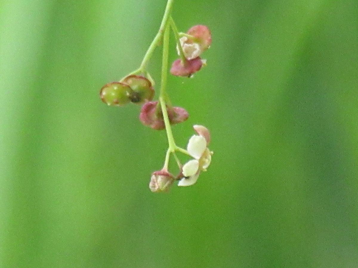 由愛(ゆめ)の花日記♪