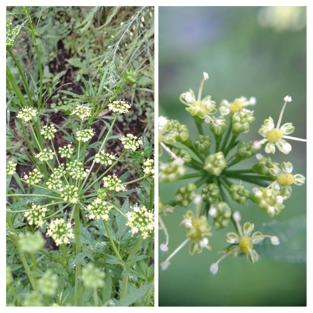 キッチンから種芋