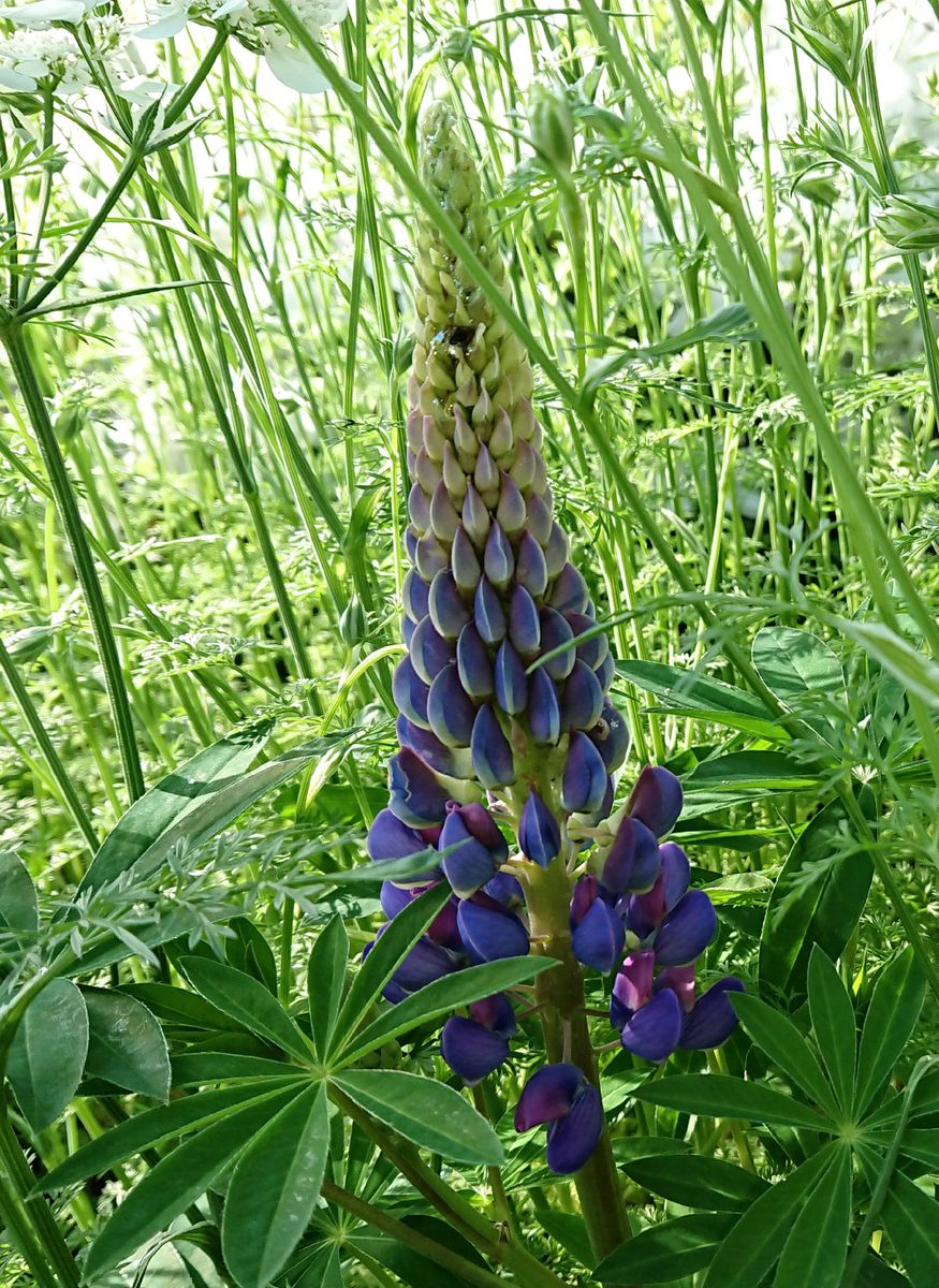 ブルーのお花💙