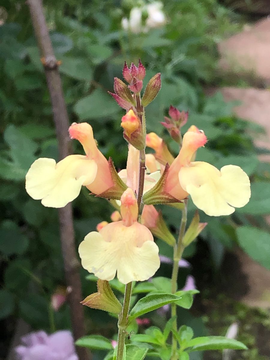 薔薇以外のお花